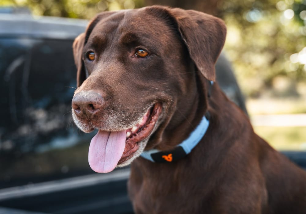 Shazam Band: Ta obroża z AI da głos Twojemu psu jak w filmie Up Pixara!